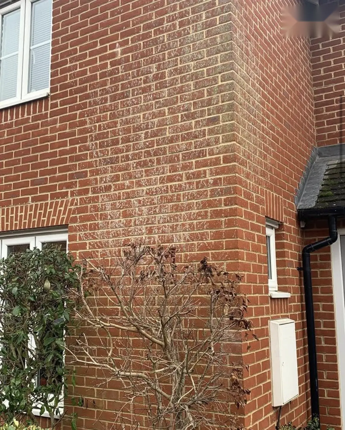 Ivy and tendril removal by Geyserclean in Milton Keynes, before treatment